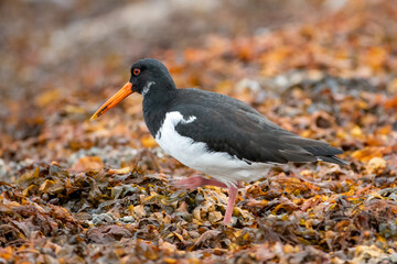 Oystercatcher (Haematopus Ostralegus)