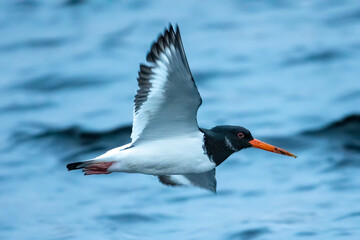Oystercatcher (Haematopus Ostralegus)