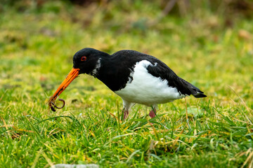 Oystercatcher (Haematopus Ostralegus)