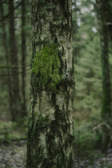Natural Tree Bark
