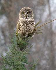 Great Gray Owl