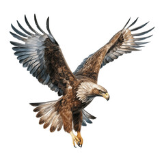 Obraz premium Eagle in flight, shadowless, super detailed, sharp, whole image, highest resolution, realistic on a white background.