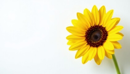 Fototapeta premium Bright yellow sunflower against pure white backdrop, showy, bold