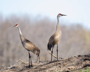 Shaded Sandhill's © Rick Thome 