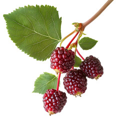 Close up of a branch with three ripe blackberries and a green leaf on it