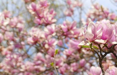 Magnolia branch with pastel flowers bloom in the garden in spring