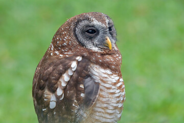 Close up photo of an Pygmy owls