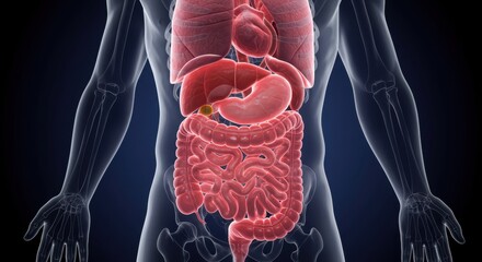 Detailed 3D Render of Human Digestive System Anatomy:  Internal Organs Visualization, Gallbladder, Intestines, Stomach, Liver, Pancreas