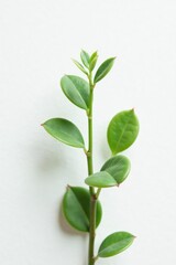 Fototapeta premium Small succulent plant on a plain white background, foliage, botanical, succulents white background small plant