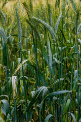 Close-Up of Wheat Field Highlighting Green Grass and Wheat Stalks