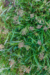 Natural Green Grass with Dew Drops and Blossoms in Close-Up View