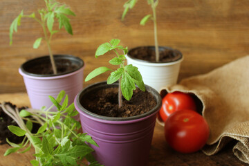 Young tomato seedlings on wooden background. Gardening concept.
