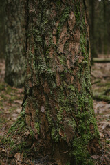 Forest Tree Texture