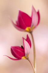 Tulipany botaniczne, tapeta, dekoracja.