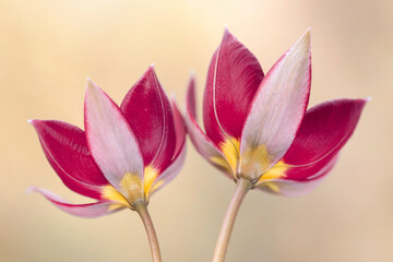 Tulipany botaniczne, tapeta, dekoracja.