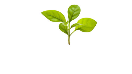 Isolated image of a small green plant with leaves on a black background