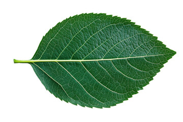 Vivid green leaf with detailed veins on black background, cut out