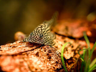 Tiger Hillstream Loach, Sewellia lineolata river asia suckermouth fisch. Reticulated hillstream loach, butterfly succerfish algae eater, ornamental fish photography view