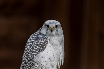 Gerfalke