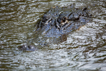 Closeup of a large crocodile head that is partially submerged at Fakahatchee Strand Swamp in Naples, FL
