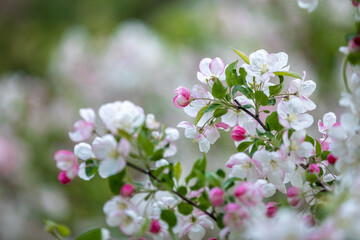 Delicate Spring Blossoms of Pink and White Apple Tree on Vibrant Green Branches .