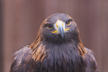 Steinadler