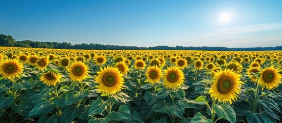 Fototapeta premium A vast field of blooming sunflowers under a clear blue sky