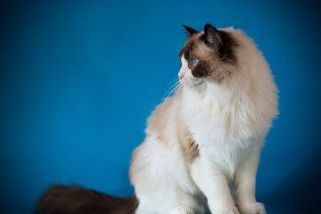 Beautiful Ragdoll cat with long light hair, on a blue background