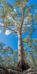 Fototapeta premium Majestic eucalyptus tree under bright blue sky