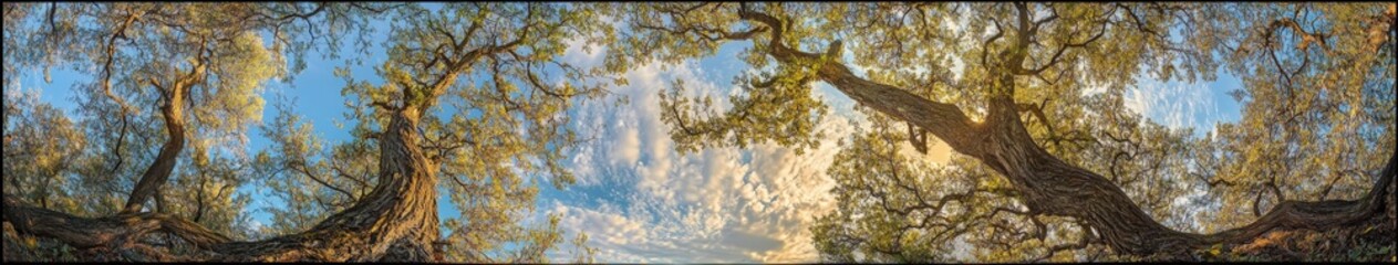 Fototapeta premium Captivating view of tree canopies under a vibrant sky