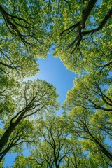 Fototapeta premium Green canopy offers serene view of blue sky