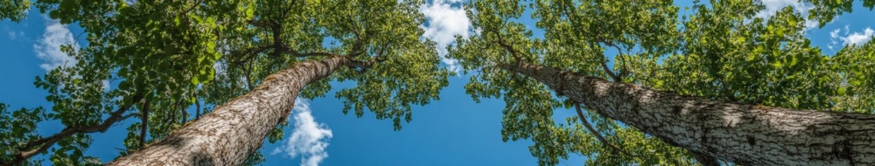 Obraz premium Tall trees reach towards the blue sky on a sunny day