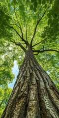 Naklejka premium Towering tree reaches sunlight in vibrant forest canopy