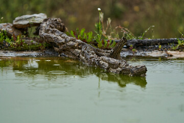 orilla del lago con piedras y tronco 