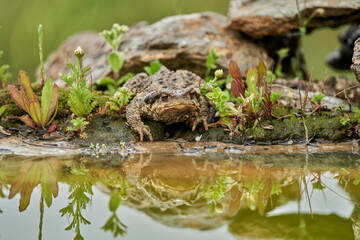  zapo común o zapo europeo (Bufo bufo)