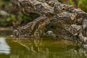  sapo común o sapo europeo (Bufo bufo)