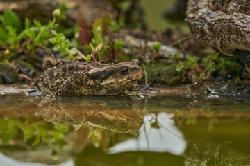 zapo común o zapo europeo (Bufo bufo)