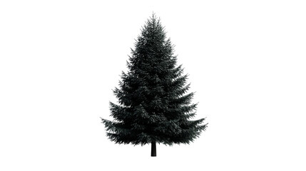 Evergreen tree with a full canopy on a transparent background