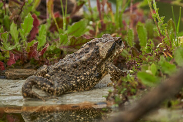  zapo común o zapo europeo (Bufo bufo)