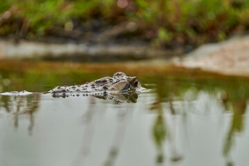  zapo común o zapo europeo (Bufo bufo)