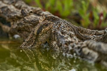  zapo común o zapo europeo (Bufo bufo)