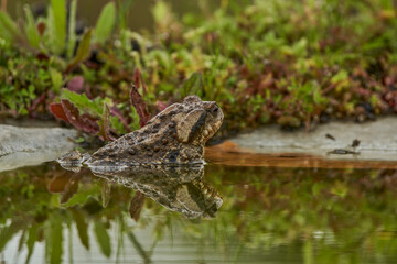  zapo común o zapo europeo (Bufo bufo)