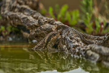  sapo común o sapo europeo (Bufo bufo)