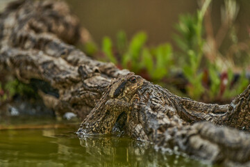  zapo común o zapo europeo (Bufo bufo)