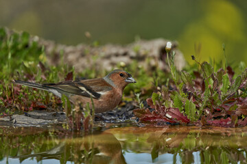 pinzón vulgar (Fringilla coelebs) en el estanque	