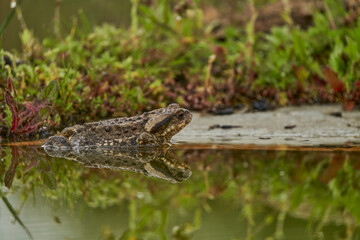  zapo común o zapo europeo (Bufo bufo)