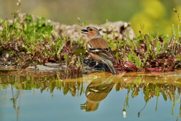pinzón vulgar (Fringilla coelebs) en el estanque