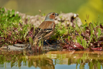 pinzón vulgar (Fringilla coelebs) en el estanque	