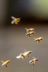Bienen im Frühling am Bienenstock