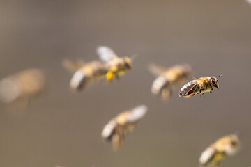 Bienen im Frühling am Bienenstock